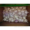 Different Sizes Fresh Normal White Garlic 2019